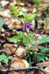 [19] Groszek wiosenny Lathyrus vernus (L.) Bernh., fot. S. Kawęcki